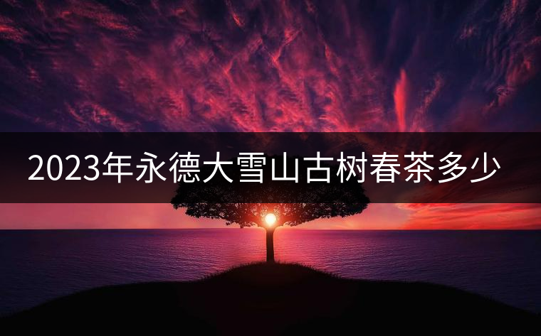 2023年永德大雪山古樹春茶多少一公斤？
