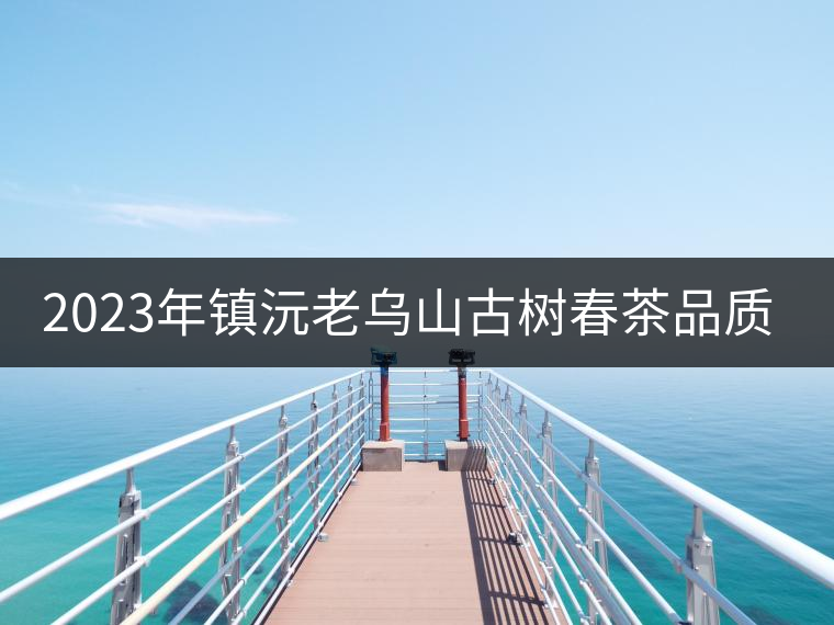 2023年鎮(zhèn)沅老烏山古樹春茶品質如何？