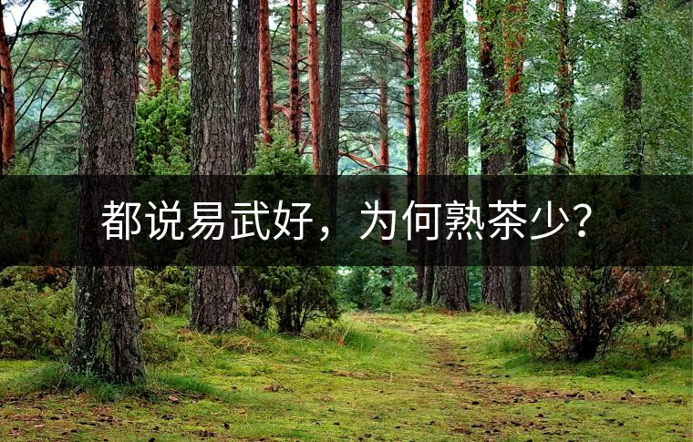 都說易武好，為何熟茶少？