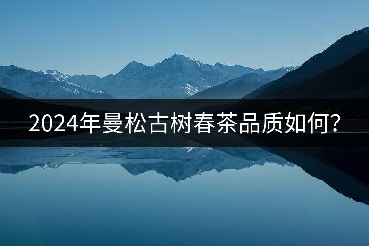 2024年曼松古樹春茶品質(zhì)如何？