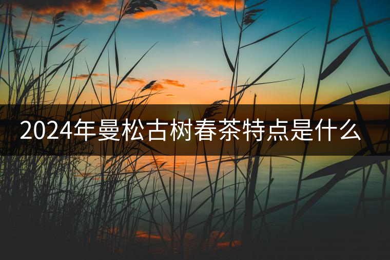 2024年曼松古樹春茶特點(diǎn)是什么？