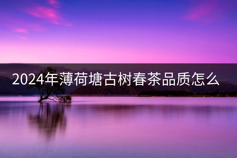 2024年薄荷塘古樹春茶品質(zhì)怎么樣？
