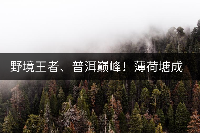 野境王者、普洱巔峰！薄荷塘成為普洱無冕之王的十大原因