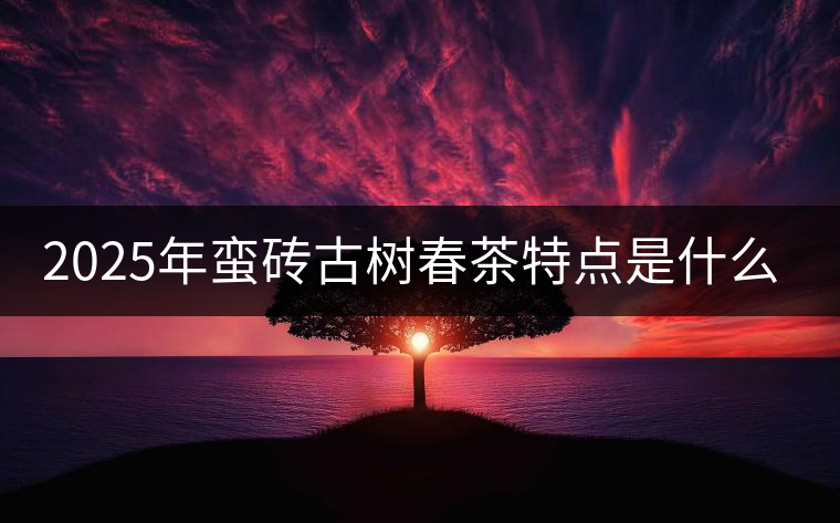 2025年蠻磚古樹(shù)春茶特點(diǎn)是什么？