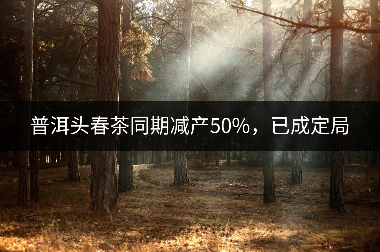 普洱頭春茶同期減產(chǎn)50%，已成定局