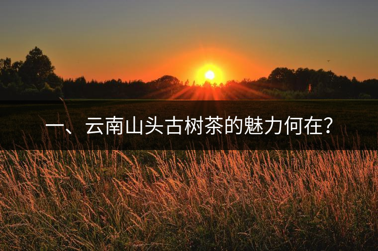 一、云南山頭古樹茶的魅力何在？