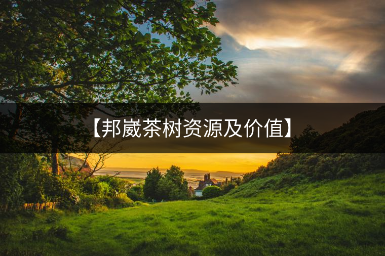 【邦崴茶樹資源及價(jià)值】