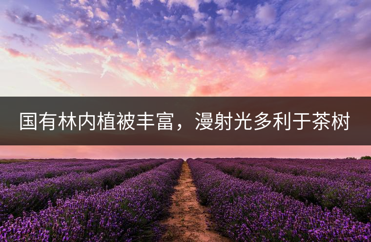 國有林內(nèi)植被豐富，漫射光多利于茶樹生長