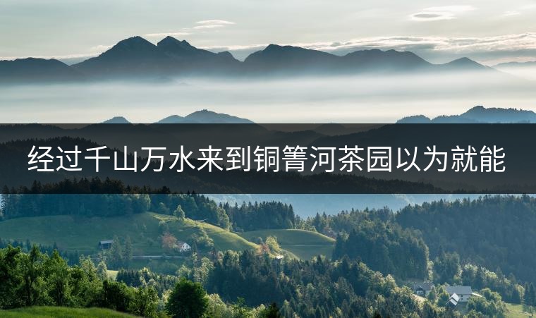 經(jīng)過千山萬水來到銅箐河茶園以為就能收到茶了？