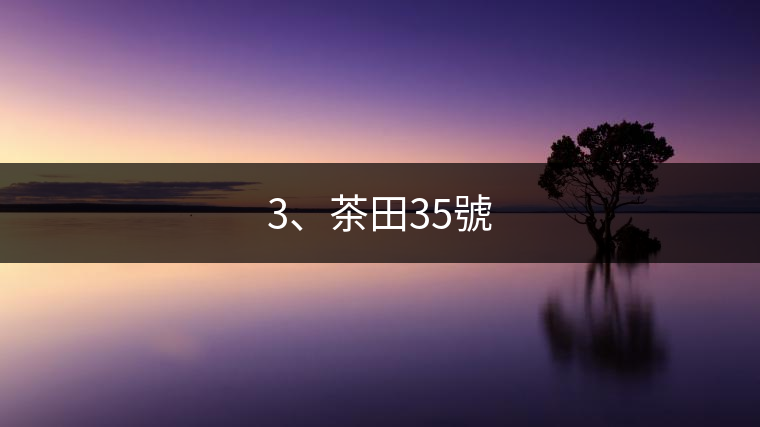 3、茶田35號