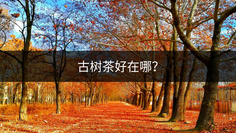 古樹茶好在哪？