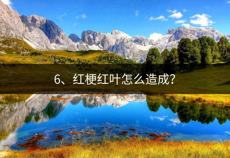 6、紅梗紅葉怎么造成？