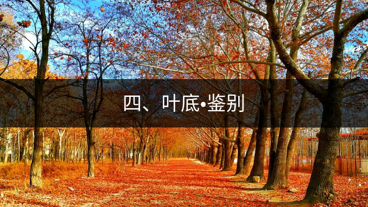四、葉底?鑒別