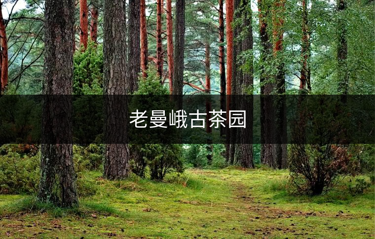老曼峨古茶園