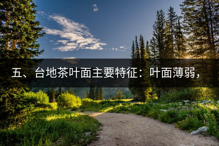 五、臺地茶葉面主要特征：葉面薄弱，如薄紙易折;沖泡之后無力恢復(fù)彈性，甚至多次沖泡也不能展開，葉子愈薄愈差。