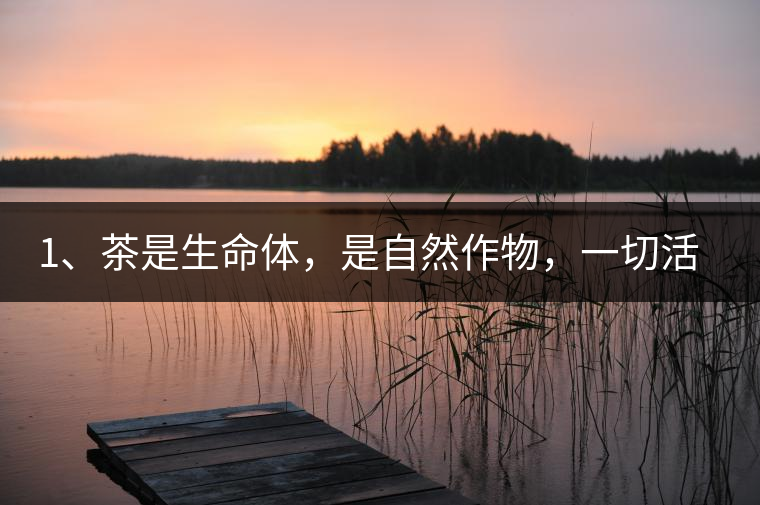 1、茶是生命體，是自然作物，一切活動受自然規(guī)律影響。