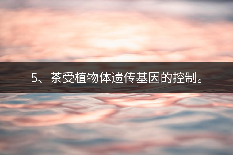 5、茶受植物體遺傳基因的控制。