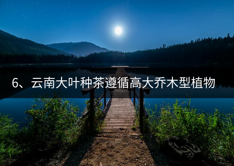 6、云南大葉種茶遵循高大喬木型植物的普遍規(guī)律。