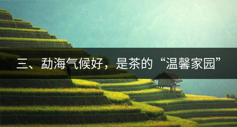 三、勐海氣候好，是茶的“溫馨家園”