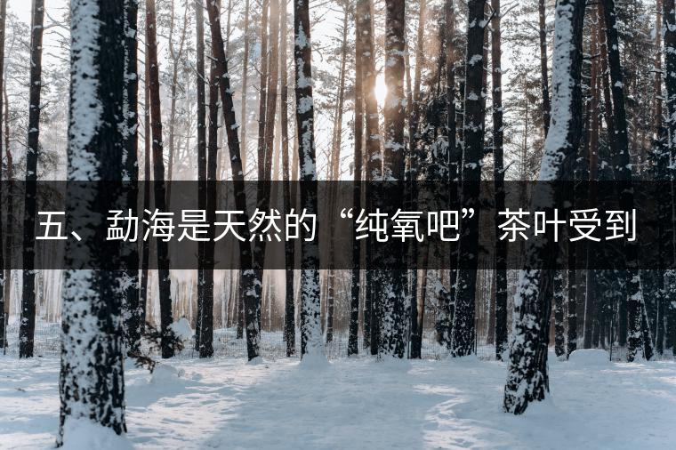 五、勐海是天然的“純氧吧”茶葉受到很好的潤(rùn)澤