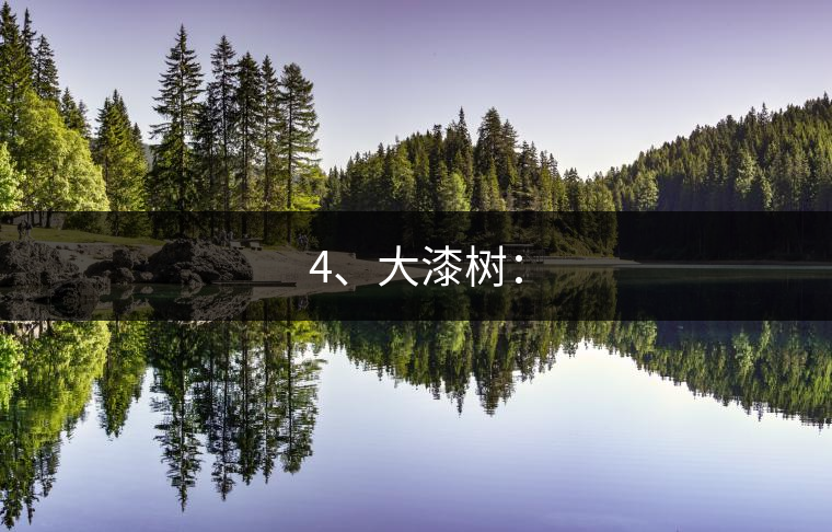 4、大漆樹：