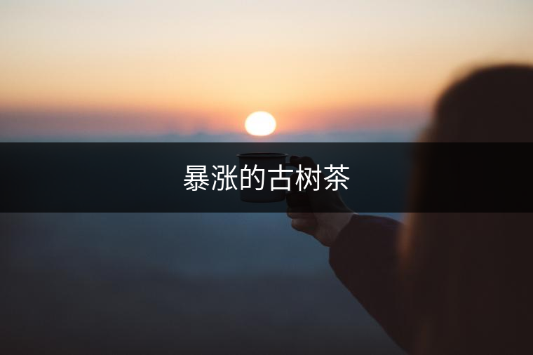 暴漲的古樹茶