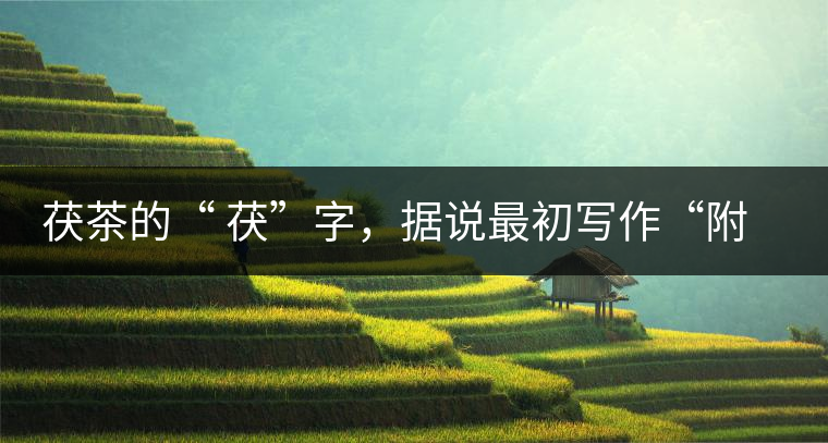茯茶的“ 茯”字，據(jù)說(shuō)最初寫作“附”，意思就是非“正”品，次等貨。茯磚茶選料多用質(zhì)地很老的茶葉，加上茶梗與枝葉拼配。陳化后，性溫，有著獨(dú)特的營(yíng)養(yǎng)價(jià)值，更有助于幫助消化去膩。有些時(shí)候，茶傳播也有尷尬的時(shí)候，今天中原大地流行喝陳茶的時(shí)候，這個(gè)地方卻開(kāi)始喝新茶。喝也喝出問(wèn)題來(lái)，磚茶不適合品新，因?yàn)槔现θ~含氟高的緣故，許多牧民甚至氟中毒，國(guó)家正在著手解決這一問(wèn)題。但從根本上來(lái)說(shuō)，還是需要消費(fèi)者回到自己的傳統(tǒng)，把茶葉的儲(chǔ)藏習(xí)慣繼續(xù)保留。