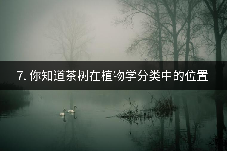 ??7. 你知道茶樹在植物學(xué)分類中的位置嗎？