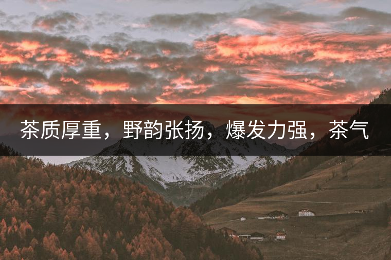 茶質(zhì)厚重，野韻張揚，爆發(fā)力強(qiáng)，茶氣十足