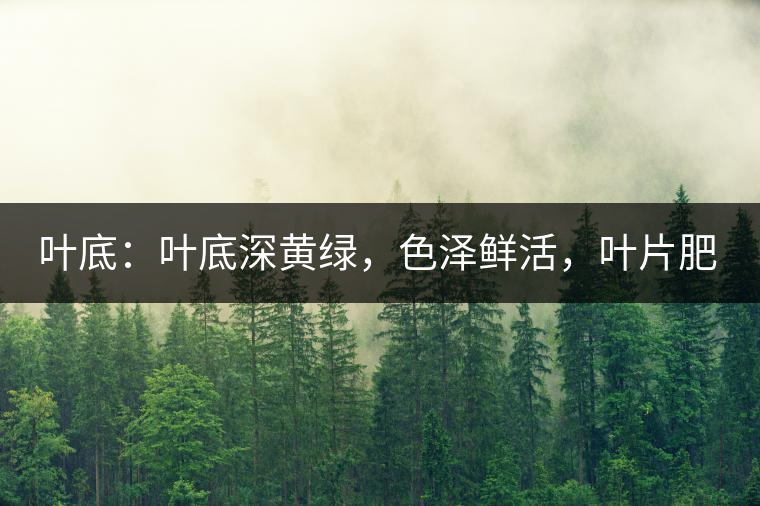 葉底：葉底深黃綠，色澤鮮活，葉片肥厚，梗莖肥壯，而且非常柔韌。