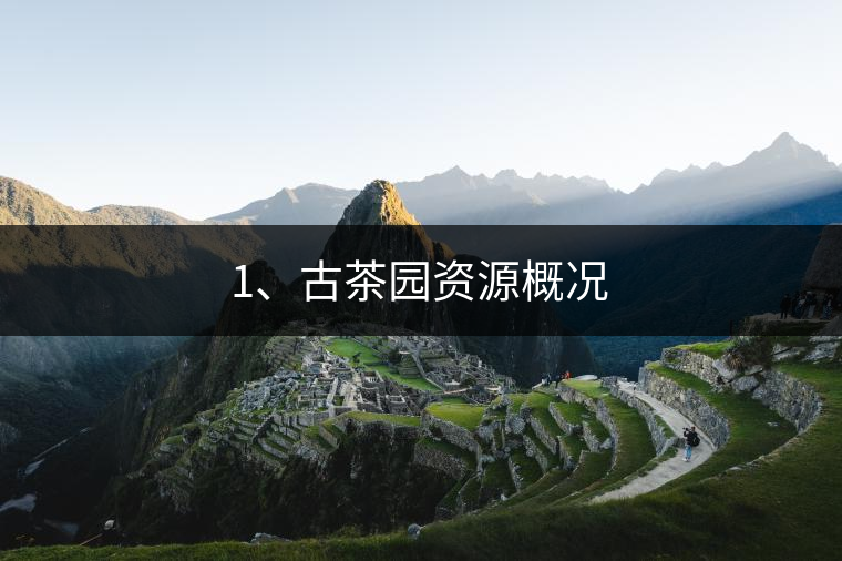 1、古茶園資源概況