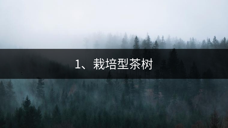 1、栽培型茶樹