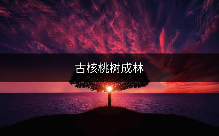 古核桃樹成林