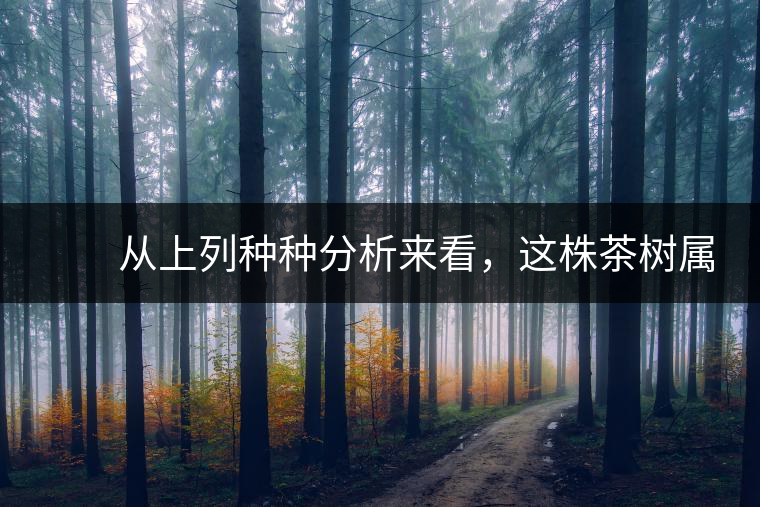 　　從上列種種分析來看，這株茶樹屬野生類型應(yīng)無疑問。