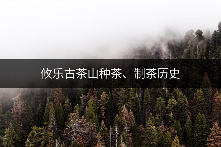 攸樂古茶山種茶、制茶歷史