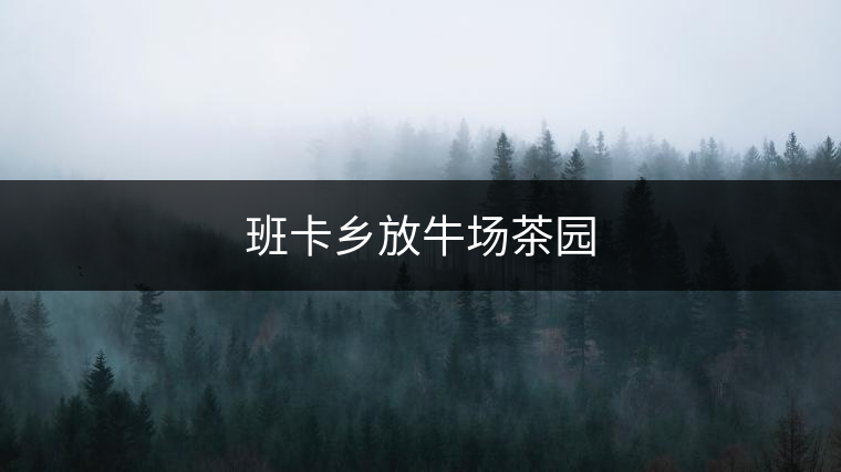 班卡鄉(xiāng)放牛場茶園