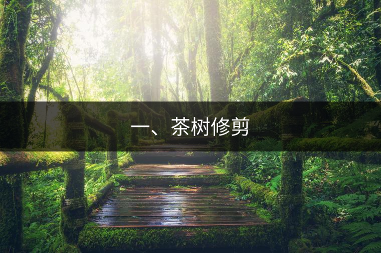 一、茶樹修剪