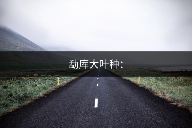 勐庫大葉種：