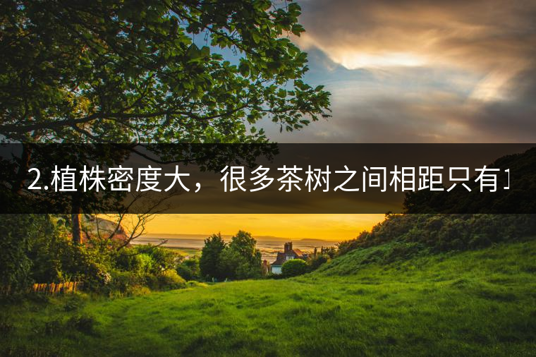 2.植株密度大，很多茶樹(shù)之間相距只有1-2米。