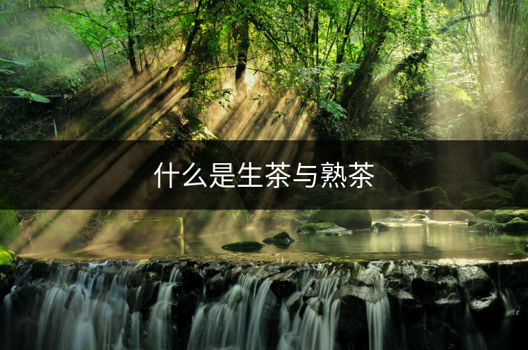 什么是生茶與熟茶