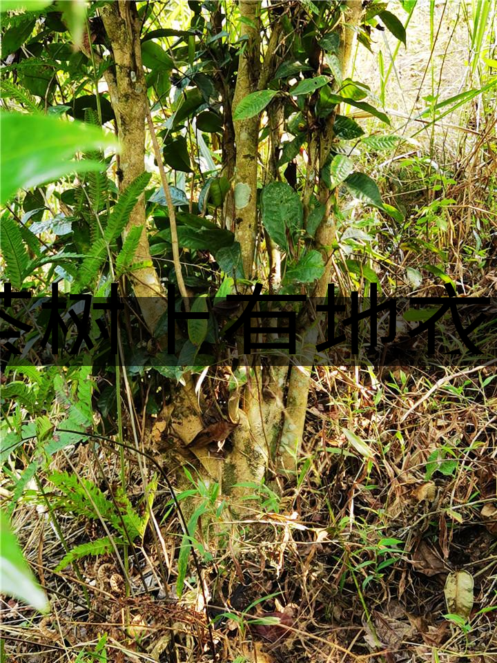茶樹(shù)上有地衣或苔蘚是不是有害的？-1