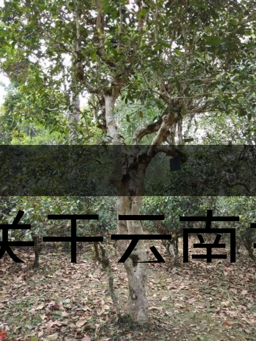 有關(guān)于云南主要茶產(chǎn)區(qū)（臨滄市）的介紹！