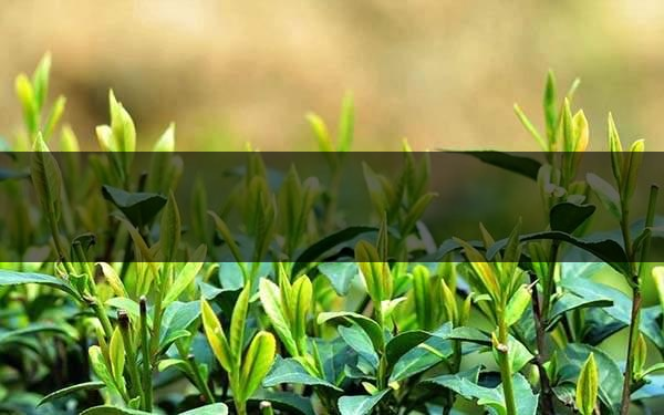 不同的身體癥狀分別該喝什么茶？