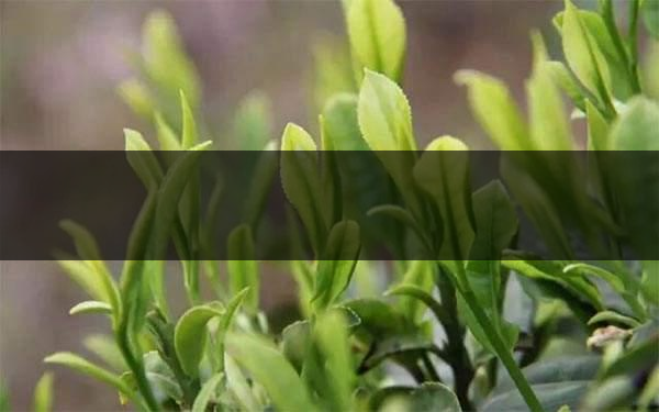 什么是雨前茶？雨前茶有何特點(diǎn)？