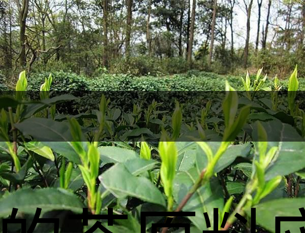 好的茶原料應(yīng)具備的幾個(gè)必要條件？