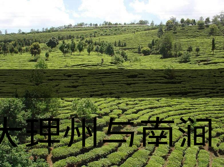 大理州與南澗縣茶業(yè)概況簡述