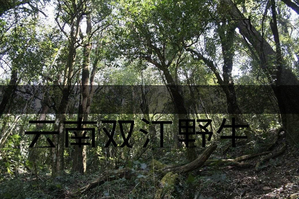 云南雙江野生古茶樹群落介紹
