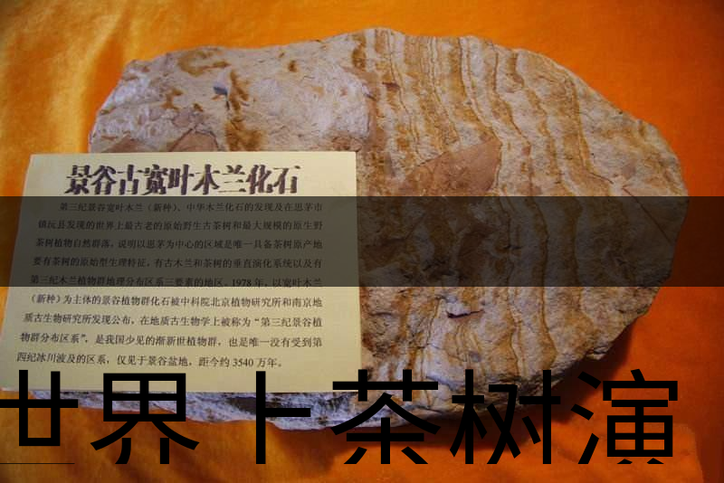 世界上茶樹演化的始祖是不是寬葉木蘭化石？