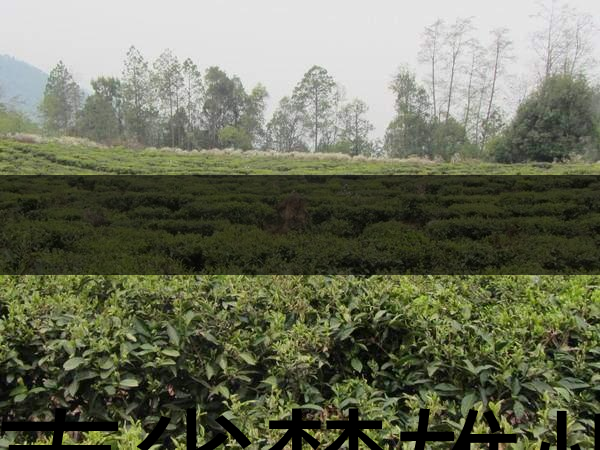 云南省楚雄州茶業(yè)概況簡述
