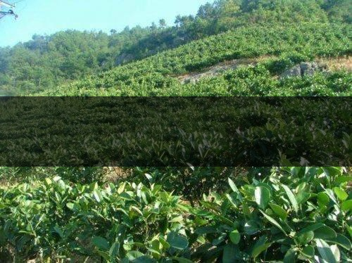 無公害茶葉生產(chǎn)規(guī)范的條件有哪些？（下篇）